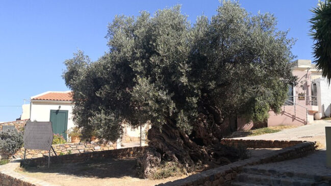 Oliveira de Vouves, em Creta, na Grécia, é estimada em milhares de anos e se tornou uma das principais atrações da região (Foto: Davric/ Wikimedia Commons)