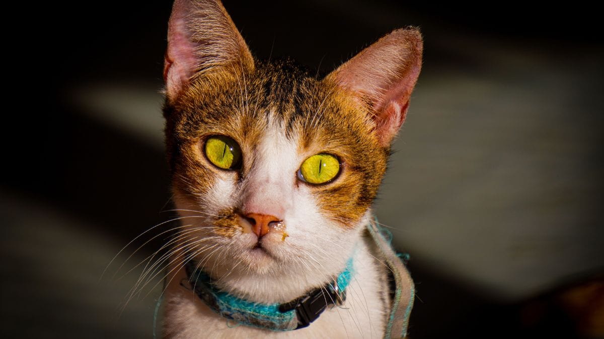 A identificação da origem e das condições de criação pode facilitar a fiscalização e dificultar práticas que coloquem em risco a saúde e o bem-estar dos pets