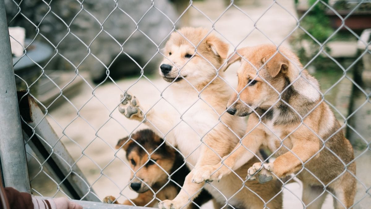 Criadouro clandestino pode ser alvo de medidas mais rigorosas com o PL 4.855/2026, que propõe novas regras para combater práticas irregulares na criação e comercialização de animais
