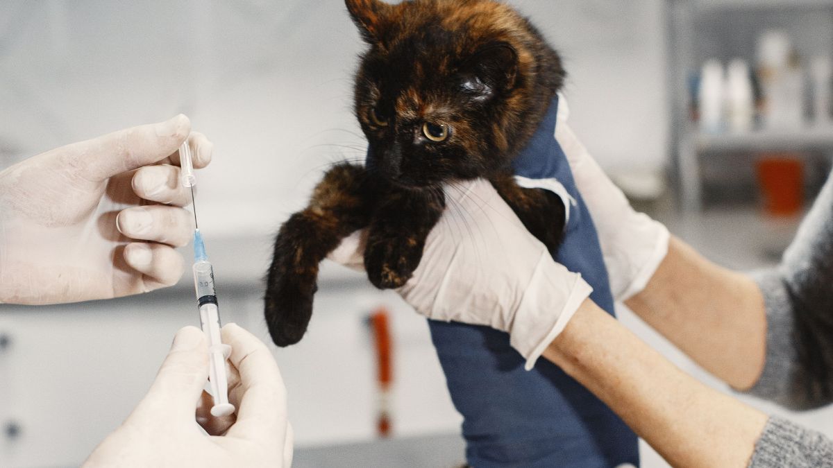 O prontuário vacinal em dia ajuda a registrar o histórico de imunização e pode facilitar o acompanhamento da saúde dos animais