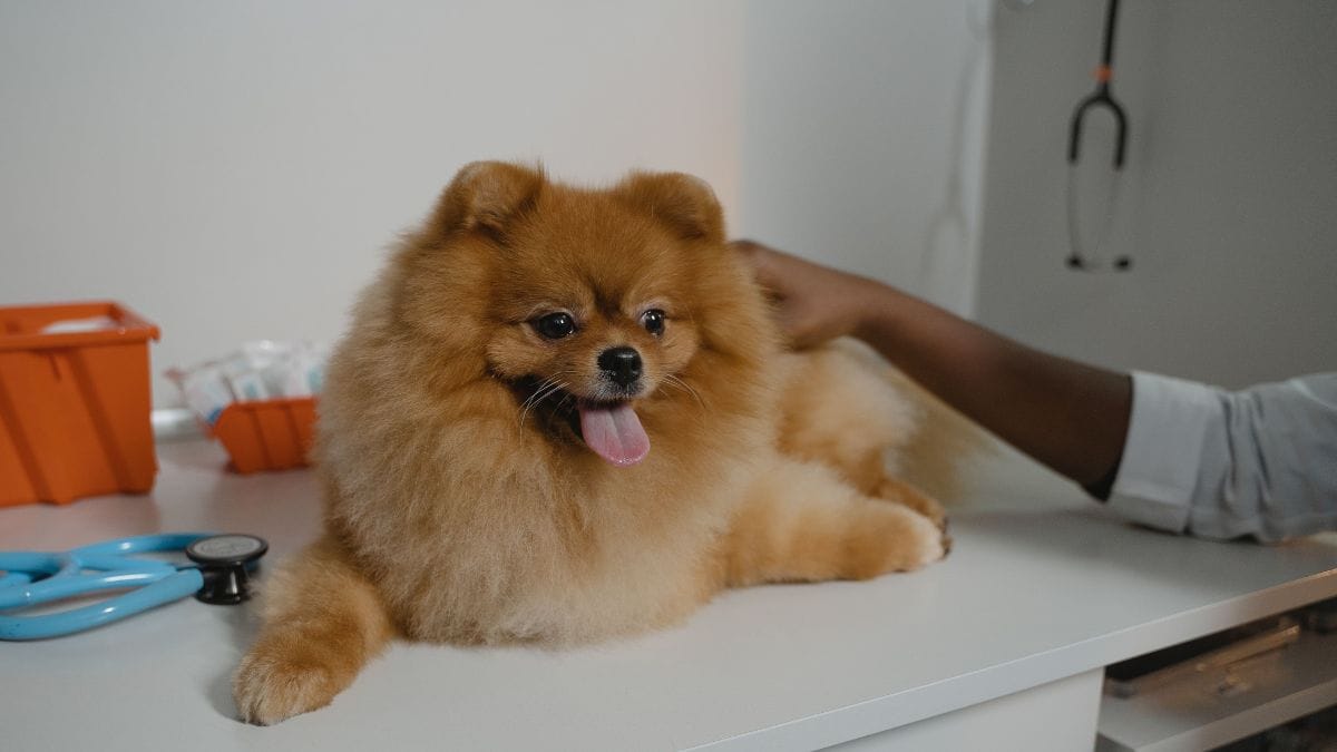 Ampliar o acesso à castração pode contribuir para a guarda responsável e para o controle da população de animais, reduzindo impactos sobre abrigos e serviços públicos