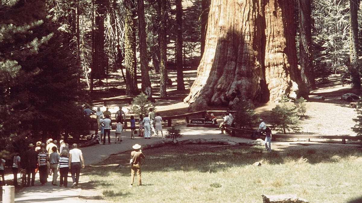 A sequoia-gigante impressiona pelo tamanho e é um dos maiores símbolos da preservação ambiental (Foto: Gene Daniels/ Wikimedia Commons)