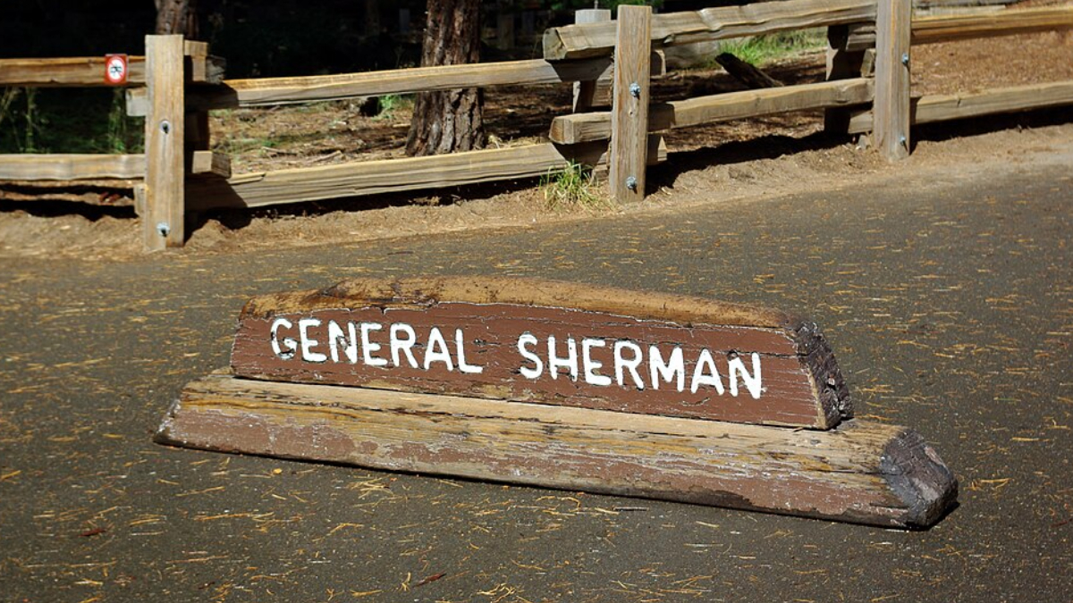 Com quase três mil anos de história, a General Sherman é um dos seres vivos mais antigos e impressionantes do planeta (Foto: The Angels 2010/ Wikimedia Commons)