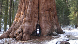A General Sherman é considerada a maior árvore do mundo em volume e tem cerca de 2.700 anos (Foto: Neal Parish/ Wikimedia Commons)