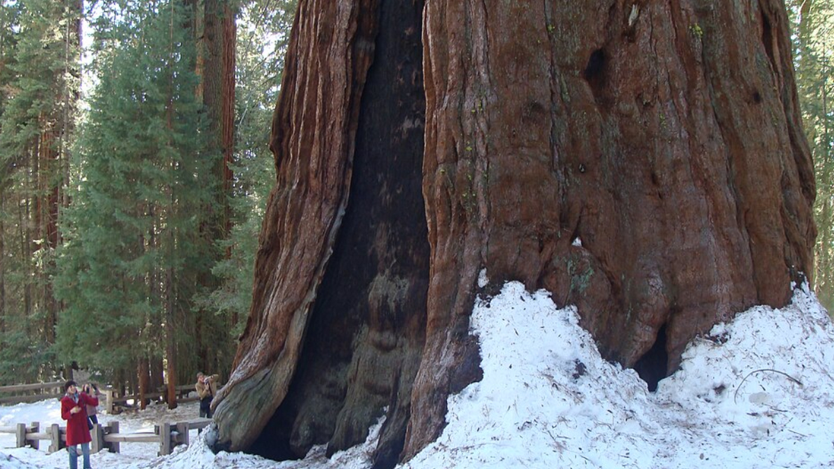 Mesmo após quase três mil anos, a General Sherman continua crescendo lentamente (Foto: Nightryder84/ Wikimedia Commons)