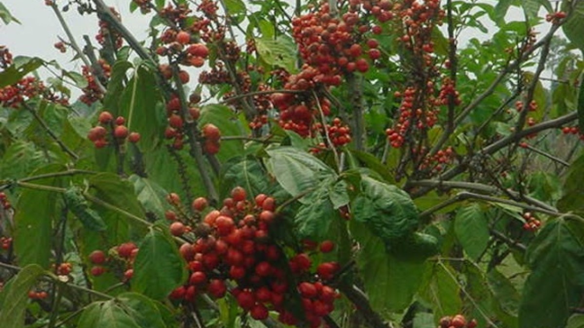 Guaraná (Foto__AnitaFortis_Wikimedia Commons) (1)
