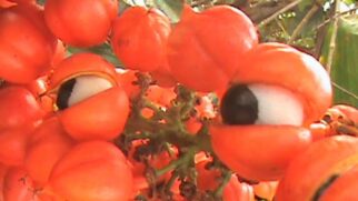 Guaraná (Foto__AnitaFortis_Wikimedia Commons) (2)