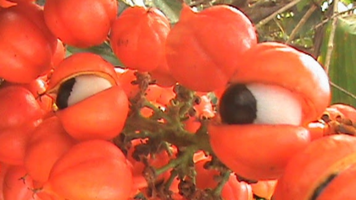Guaraná (Foto__AnitaFortis_Wikimedia Commons) (2)