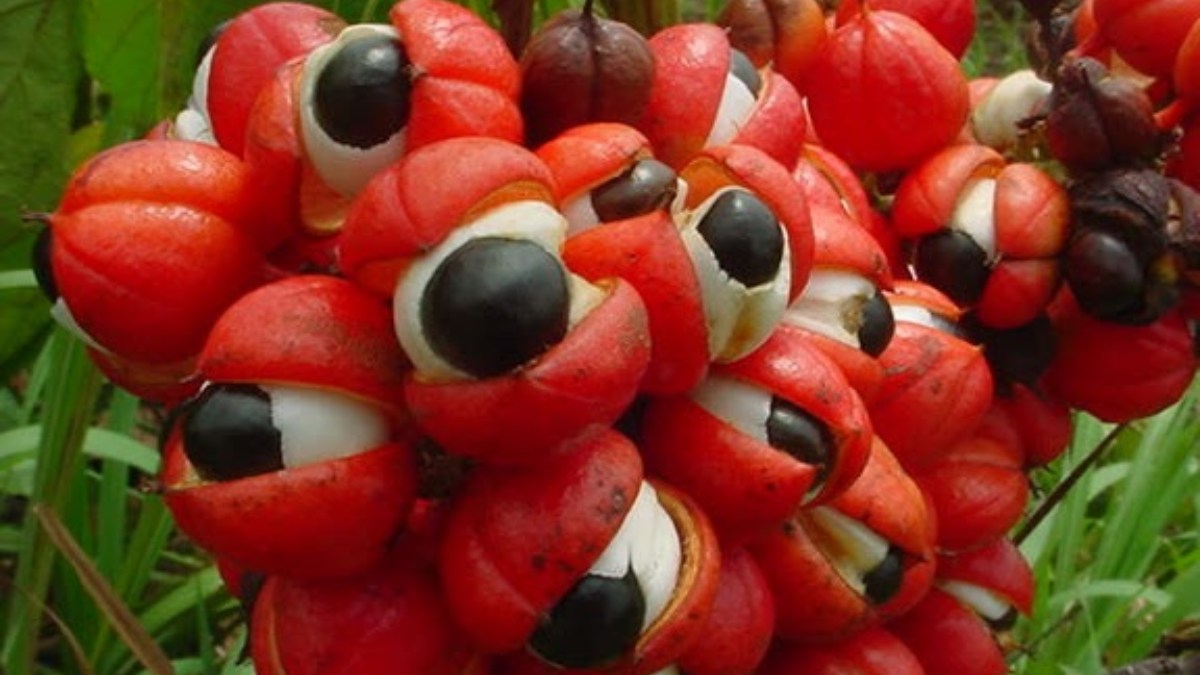 Guaraná (Foto__AnitaFortis_Wikimedia Commons) (3)