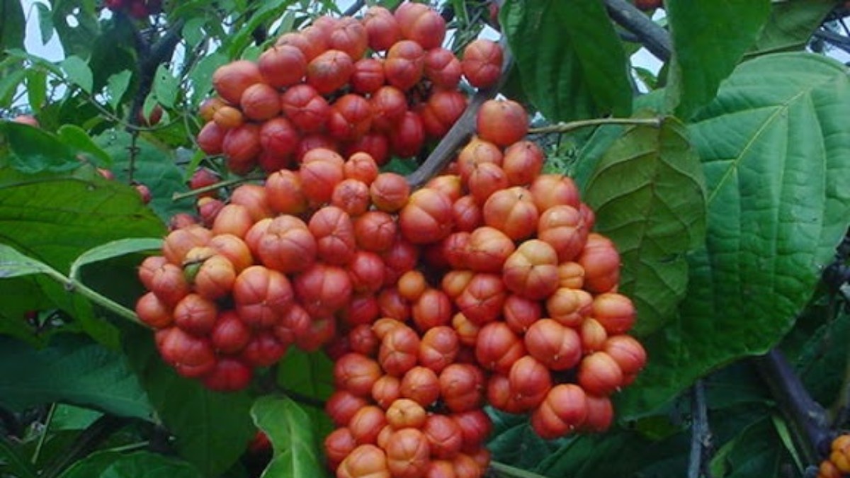 Guaraná (Foto__AnitaFortis_Wikimedia Commons)