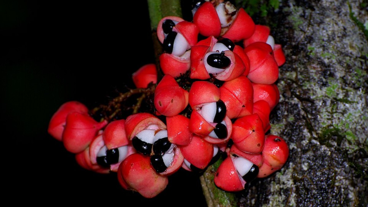 Guaraná (Foto__Geoff Gallice_Wikimedia Commons) (1)