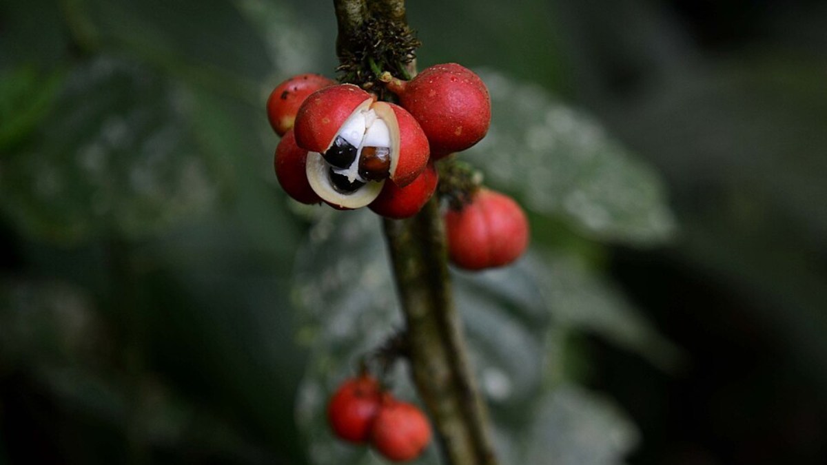 Guaraná (Foto__Geoff Gallice_Wikimedia Commons)