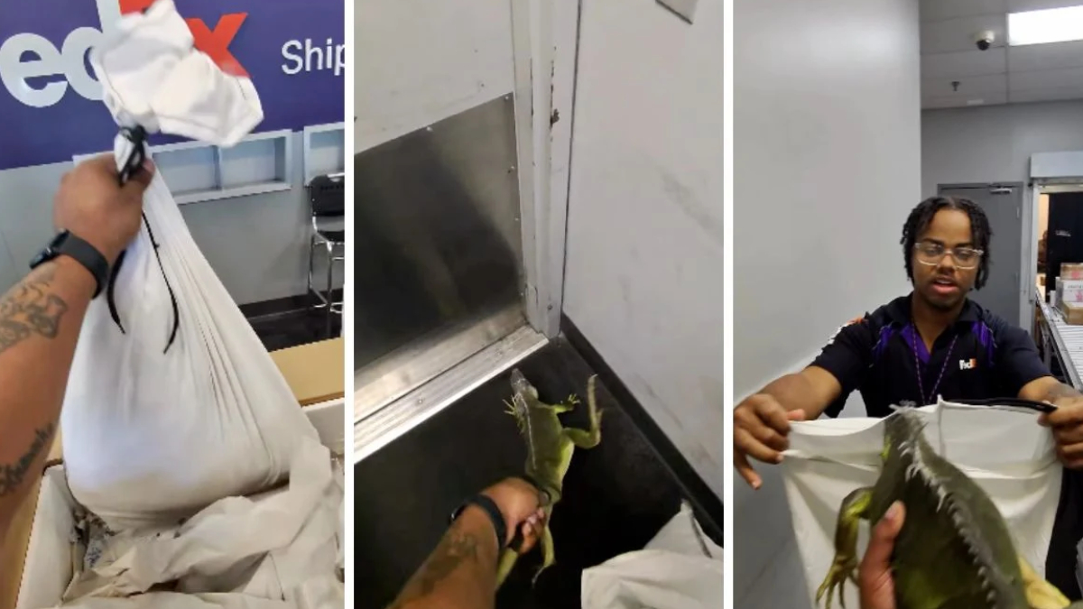 Titan surpreendeu funcionários ao escapar da caixa durante a retirada da encomenda (Reprodução: @chefp_/ Instagram)