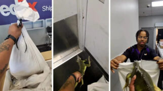 Iguana escapou da embalagem segundos depois de a caixa ser aberta em uma unidade da FedEx. (Foto: @chefp_/Instagram/ New York Post)