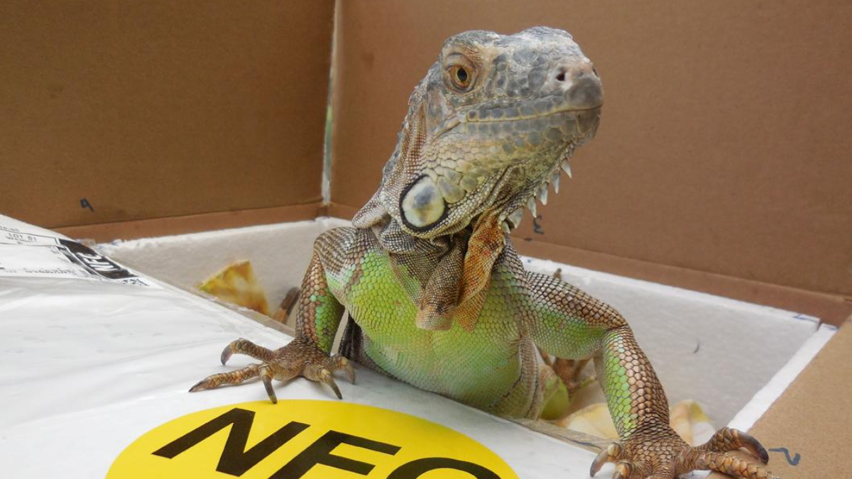 Depois do susto na loja, a iguana passou a se adaptar ao novo ambiente na casa do proprietário (Reprodução: Iguana Whisperer)