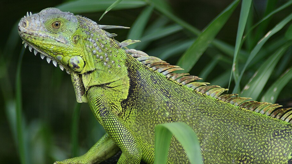 A iguana escapou da caixa durante a retirada em uma unidade da FedEx e provocou correria entre os funcionários (Foto: Korall/ Wikimedia Commons)