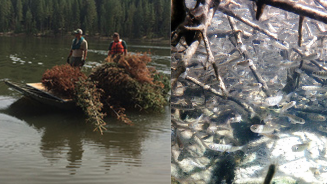 À esquerda, biólogos transportam árvores de Natal recicladas; à direita, peixes jovens encontram abrigo entre galhos submersos (Foto: Reprodução/CDFW/Derek Rupert/USFWS)