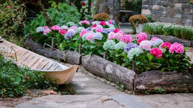 Descubra as 5 melhores plantas para bordadura de jardim que ajudam a delimitar canteiros, organizar o espaço e transformar o quintal