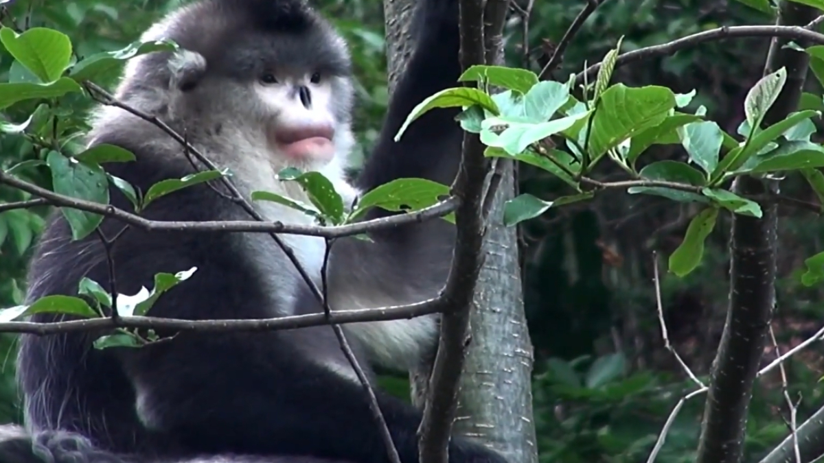 A recuperação da vegetação é considerada uma das principais estratégias para garantir o futuro do macaco-de-nariz-arrebitado-de-tonkin (Reprodução: PLANETA MUNDO/ YouTube)