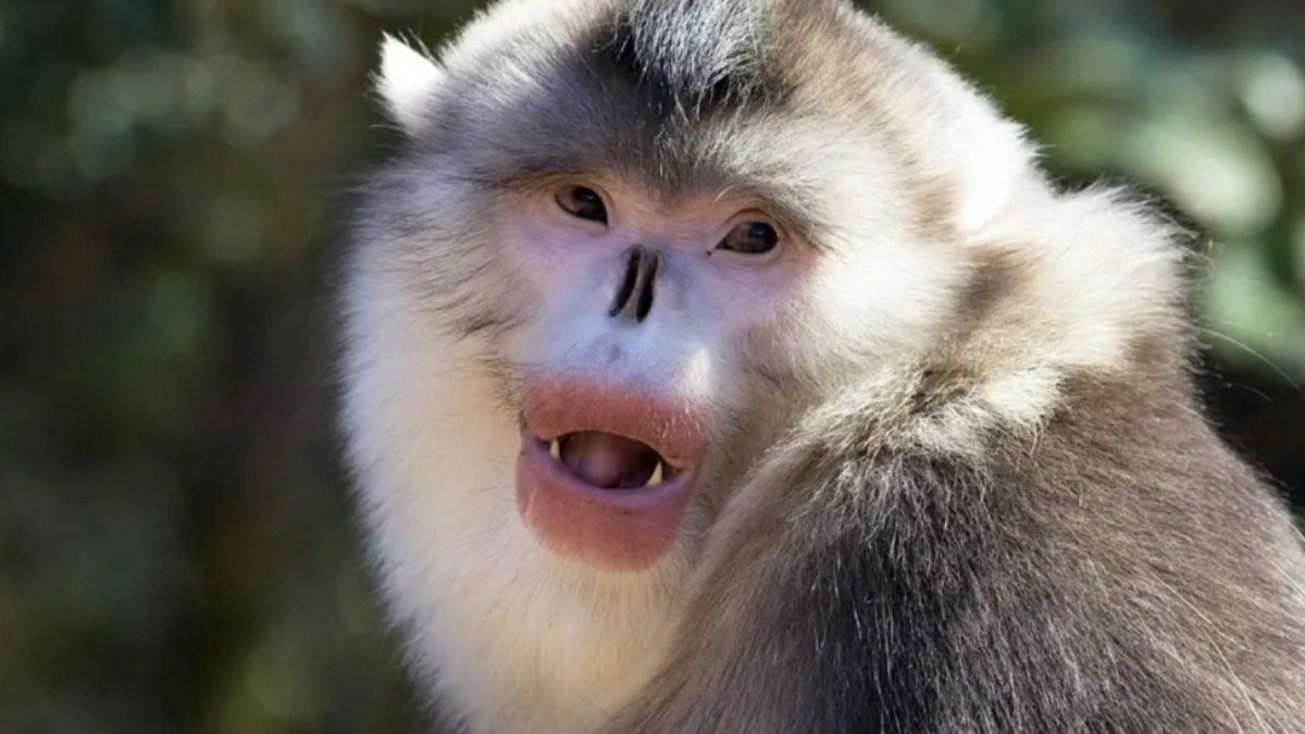 O macaco-de-nariz-arrebitado-de-tonkin vive apenas no Vietnã e enfrenta ameaças como desmatamento e caça ilegal (Reprodução: PLANETA MUNDO/ YouTube)