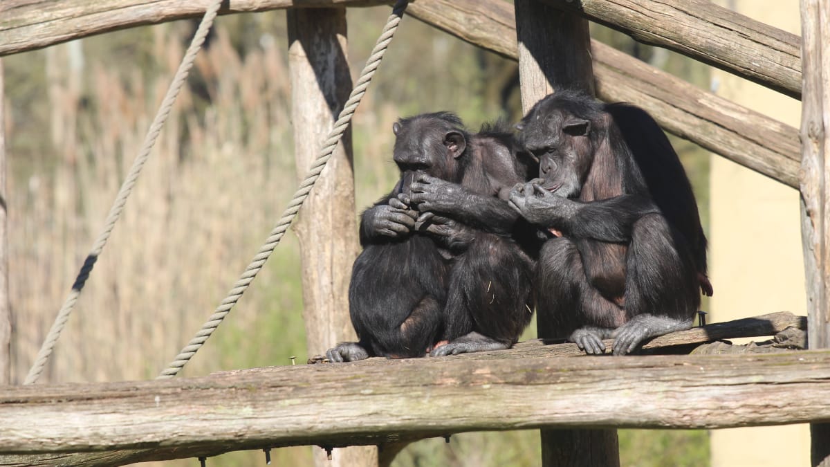 Estudo com chimpanzés oferece uma nova pista sobre por que humanos antigos coletavam cristais (Foto: hans middendorp/ Pexels)