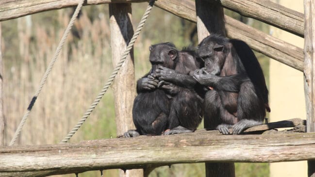 Cristais podem ter despertado a curiosidade de ancestrais humanos há centenas de milhares de anos (Foto: hans middendorp/ Pexels)
