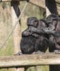 Por que humanos coletam cristais há 780 mil anos? Chimpanzés revelam uma pista surpreendente sobre esse fascínio