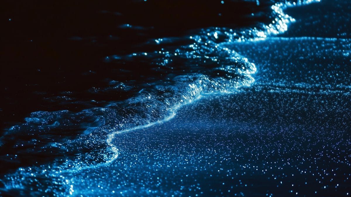 Mar de estrelas na Vaadhoo Island Maldivas (Foto_ Divulgação_ASUS Pressroom)