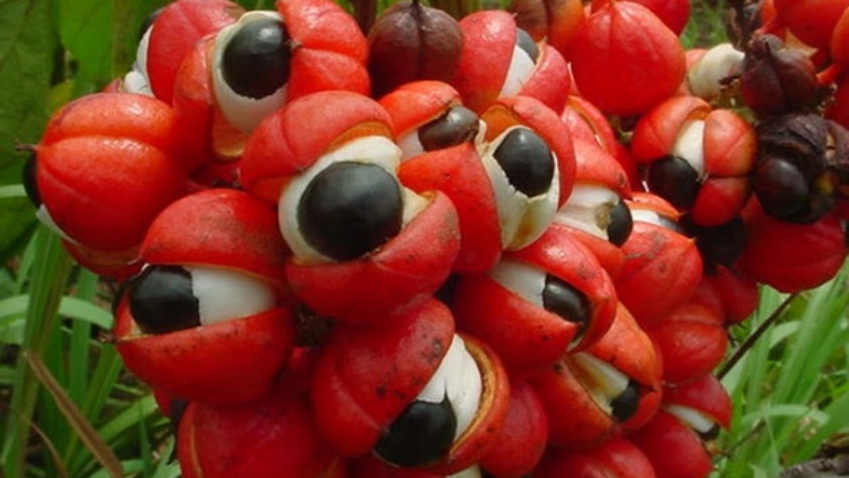 Maués, Amazonas (Foto_ AnitaFortis_Wikimedia Commons)