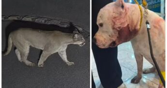 Montagem: onça-parda à esquerda e pitbull após ataque à direita.