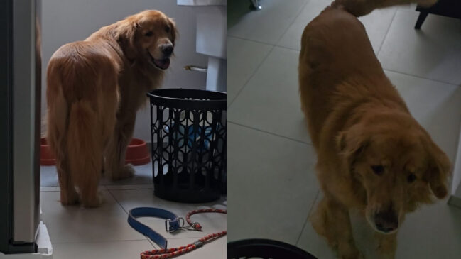 Cachorro Sova ficou aparentemente preso entre a geladeira e um cesto de roupas e viralizou nas redes sociais (Reprodução: @ga_chinchilla/ Instagram)
