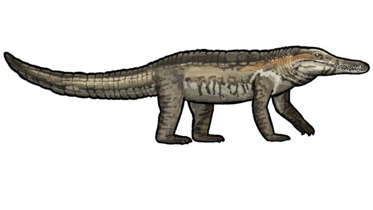 fósseis