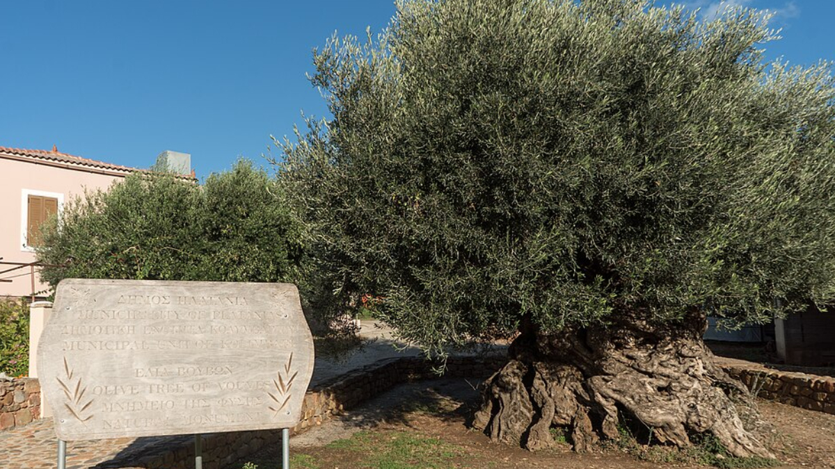 A oliveira de Vouves é cercada por uma paisagem rural de olivais e vinhedos no interior da ilha de Creta (Foto: Alexey Komarov/ Wikimedia Commons)