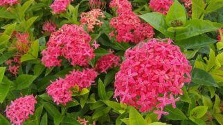 Planta Ixora coccínea (Foto_ Wilfredor_Wikimedia Commons)