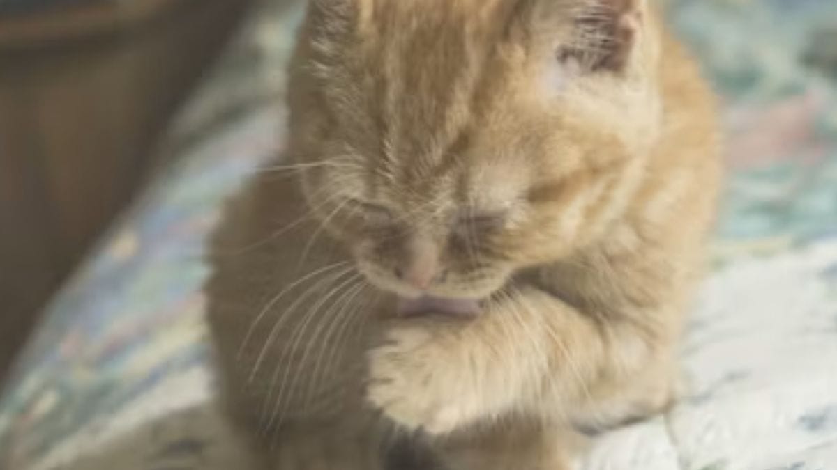 gatos