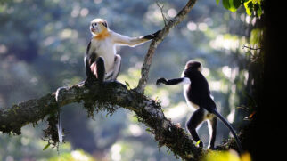 Macaco-de-nariz-arrebitado-de-tonkin é um dos primatas mais ameaçados do planeta, com menos de 250 indivíduos vivendo na natureza (Foto: Quyet Le/ Wikimedia Commons)