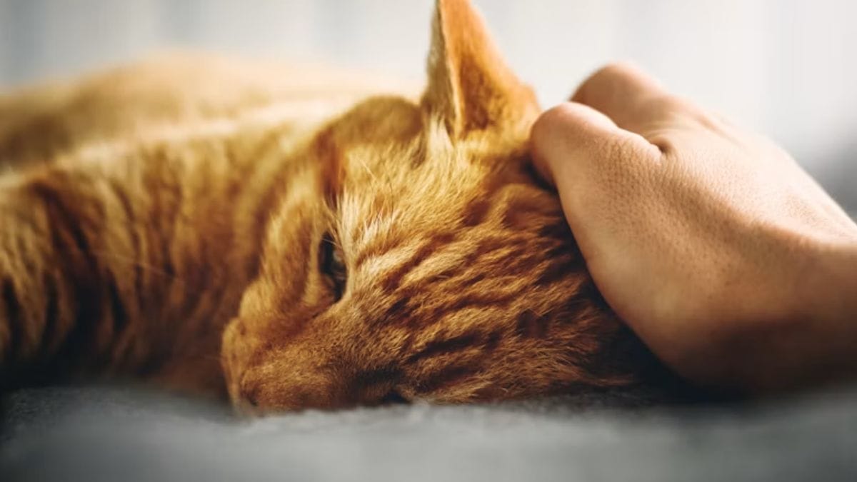 gatos
