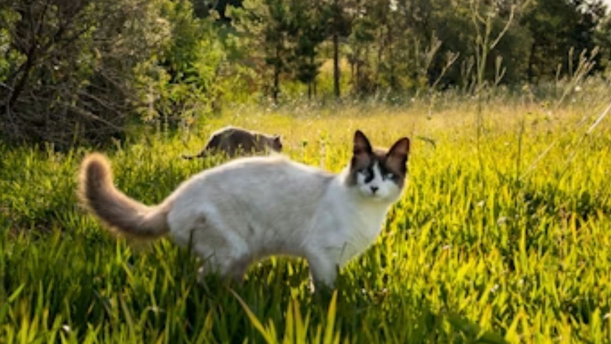 gatos