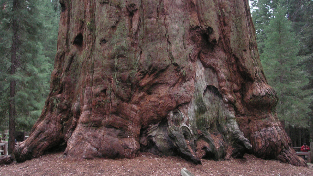 Com 83 metros de altura, a General Sherman equivale a um prédio de aproximadamente 27 andares (Foto: Puma18/ Wikimedia Commons)
