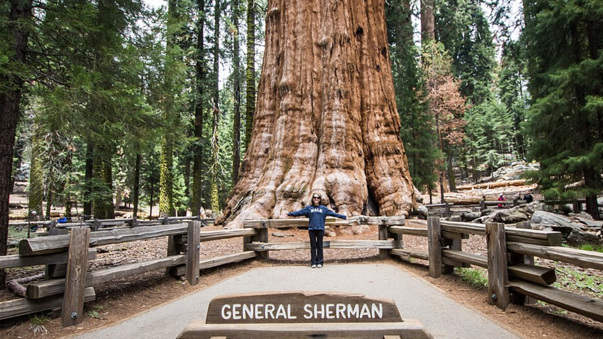 Visitantes costumam se surpreender com a dimensão da General Sherman ao vê-la de perto (Foto: m01229/ Wikimedia Commons)