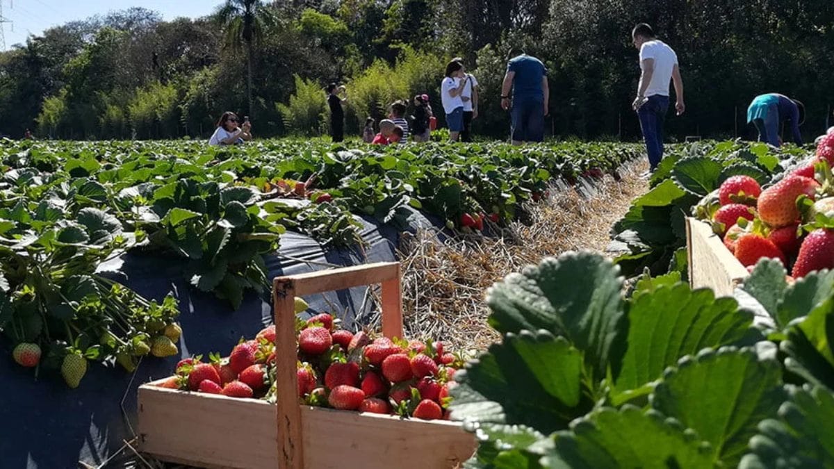 Tour de Morango em Atibaia (Foto_ Divulgação_Atibaia Turismo)