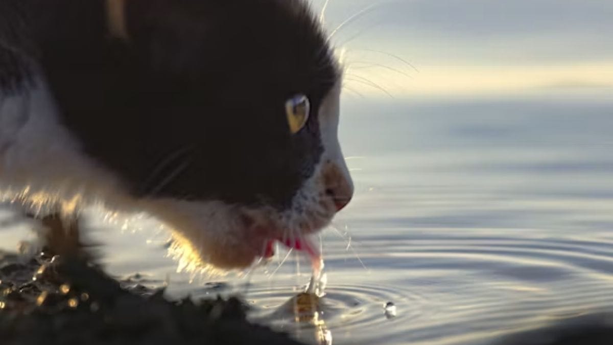 gatos