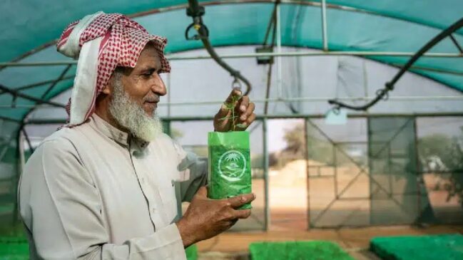 Árvores na Arábia Saudita