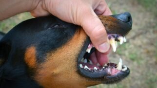 Cachorro bravo
