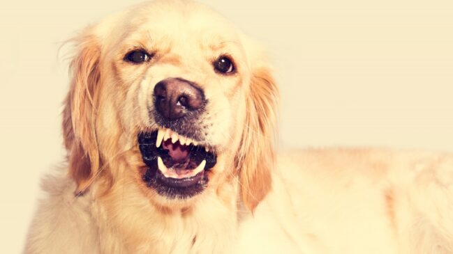 Cachorro bravo