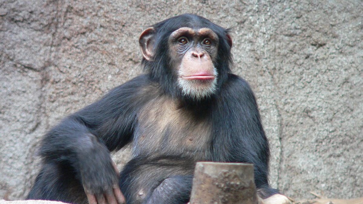 Experimento mostrou que chimpanzés examinam cristais com atenção e os diferenciam de pedras comuns (Foto: Thomas Lersch/ Wikimedia Commons)