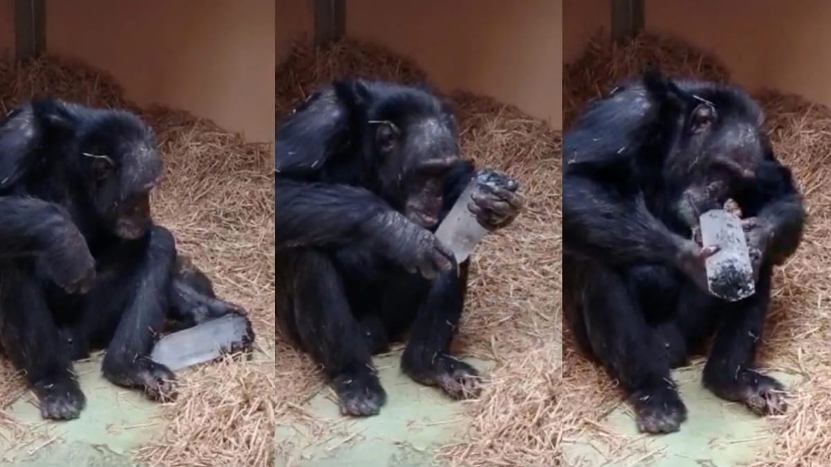 Chimpanzés demonstraram preferência por cristais em experimento que pode ajudar a explicar um antigo comportamento humano (Foto: Juan Manuel García Ruiz)