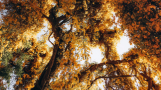 De Goiânia às montanhas do Espírito Santo, destinos combinam a temporada dos ipês com cachoeiras, agroturismo, parques e paisagens de tirar o fôlego (Foto: Pexels)
