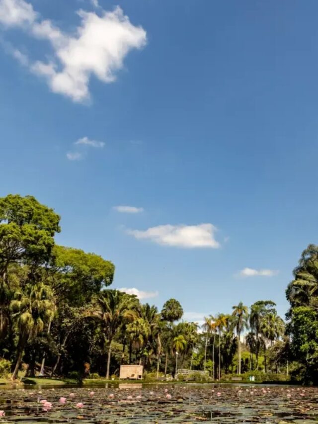 Passeio no Jardim Botânico de São Paulo revela trilhas, fauna, estufas e muita natureza na Capital