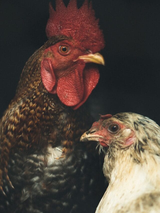 Galinhas são mais inteligentes do que parecem: curiosidades sobre a mente dessas aves